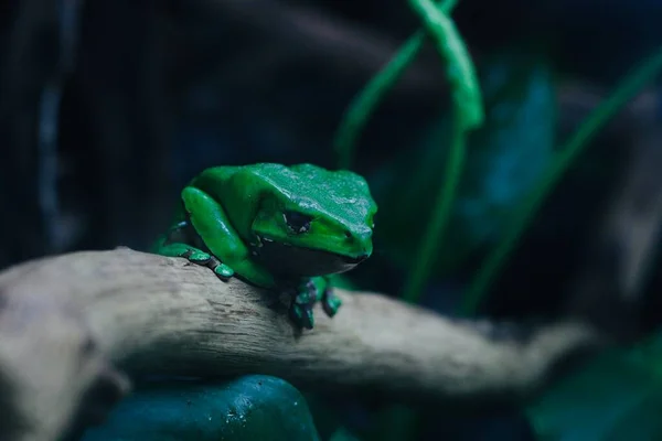 Grön Groda Sitta Vid Trä Log Reptil Akvarium — Stockfoto