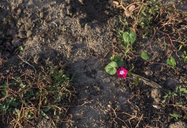 Kuru toprakta bir pembe parlak çiçek, toprak, toprak, güzel otlar, tarım ve çiftçilik, hasat 