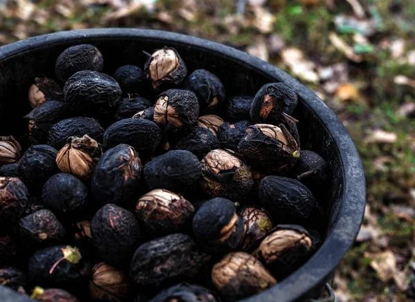 Close Organic Walnuts Harvest Black Husk Shell Stored Plastic Bucket Royalty Free Stock Photos