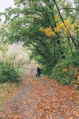 Yürüyen bir kadın ve küçük bir çocukla güzel bir sonbahar ormanı yolu, renkli sonbahar sezonu.  