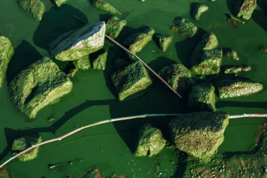 Zararlı alg çiçekleriyle kaplı taşlarla doğal karşıtlık arka planı yeşil nehir sığ sularında, çevresel konsept