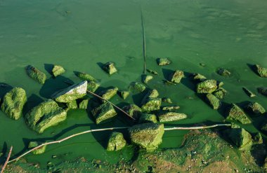 Yeşil nehir suyuyla doğal arka plan ve alg çiçekleri ve yosunlarla kaplı kayalar, zararlı çevre  