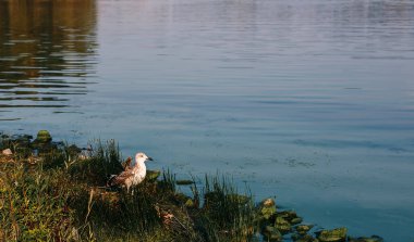 Nehir mavi su yüzeyli doğa arkaplanı ve martı kuşu kayalık sahilde çimlerde kalır.