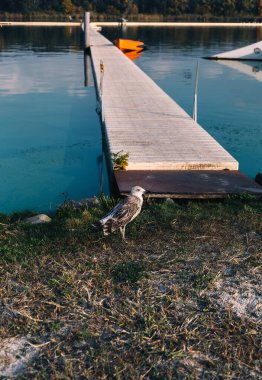 Genç martı nehir kıyısında, ahşap iskele köprüsünün yanında duruyor. Doğa ve hayvanlar.  