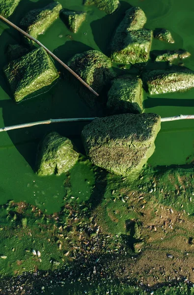 Close River Green Water Rocks Texture Harmful Algal Blooms Natural — Stock Photo, Image