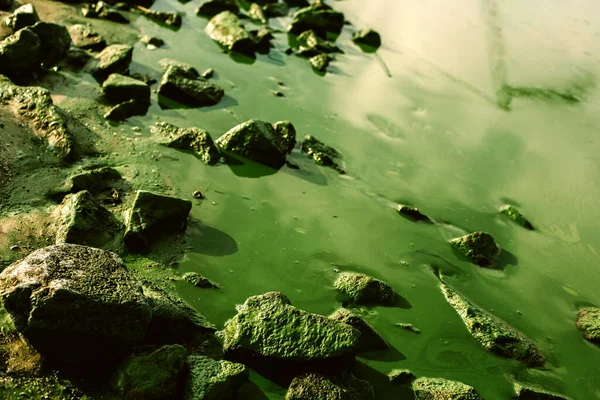 Green Water Landscape Harmful Algal Blooms Colored Stones Natural Background — Stock Photo, Image