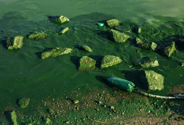 River Landscape Green Bloom Water Algae Plants Rocks Plastic Floating — Stock Photo, Image