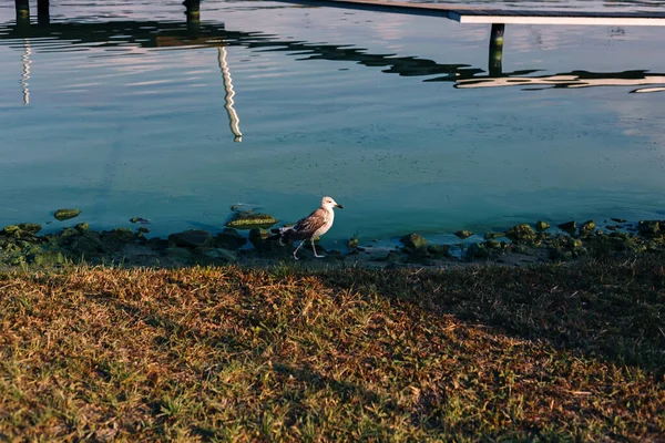 Şirin martı kuşu nehir kenarında yürür. Güzel mavi su yüzeyinde yansımaları, doğa manzarası ve hayvanlarla.