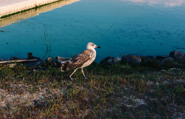Martı Gölü nehir kıyısında yürüyor. Yakından, güzel kahverengi ve beyaz kuş. 
