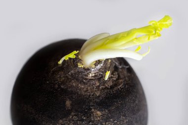 Yeşil tomurcuk filizli siyah turp. Gri arkaplanı kapatın. 
