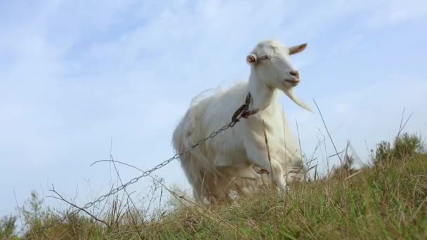 Powolny Ruch Biały Owłosione Kozy Chodzić Kołnierzem Łańcuchem Zielonej Łące — Wideo stockowe