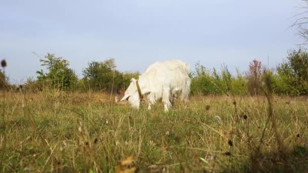 Biała Koza Kołnierzu Łańcuchem Wypasu Jedzenia Żucia Trawy Słonecznej Łące — Wideo stockowe