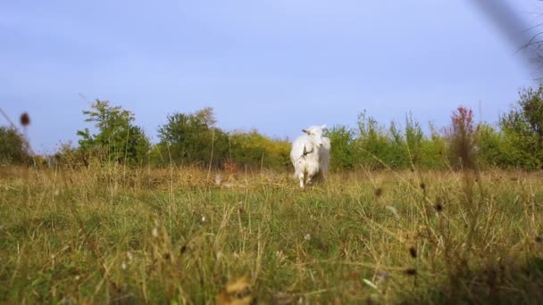 緑の夏の牧草地で白い美しいヤギの歩行と放牧 草を噛む 長い鎖で襟を身に着けている — ストック動画
