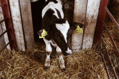 Tapılası siyah beyaz buzağı, çiftlik hayvanları standında samanlıkta duruyor kulaklarında sarı etiketler, tarım ve evcil hayvan konseptiyle. 