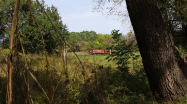 Ağaçlar arasında kaybolan eski bir yük treninin son kırmızı vagonu. Ukrayna doğasında ormanda demiryolu.