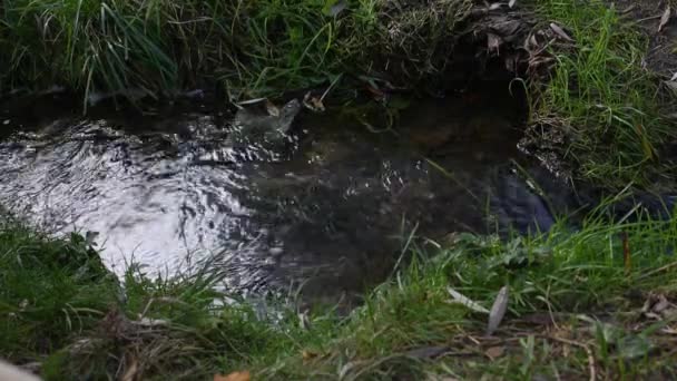 Statyczna Rama Tła Natury Strumieniem Wody Odbicia Fale Zielona Dzika — Wideo stockowe