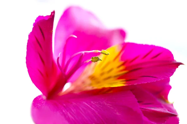 Tender Pink Yellow Bud Petals Pistils Stamens Alstroemeria Peruvan Incas — Stock Photo, Image