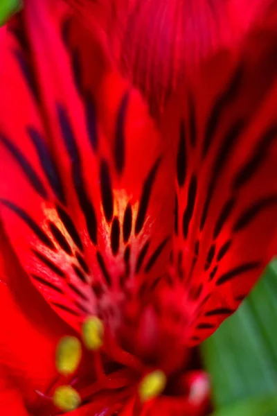 Çizgili Kırmızı Alstroemeria Çiçek Yaprakları Siyah Noktalar Buket Makro Çiçekleri — Stok fotoğraf