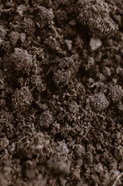 Makro siyah verimli toprak toprak toprak arka planda sebze yetiştirmek, çiftçilik