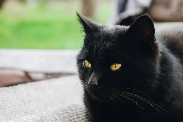 Portrait Muzzle Street Relaxing Sitting Black Cat Yellow Eyes Close — Stock Photo, Image