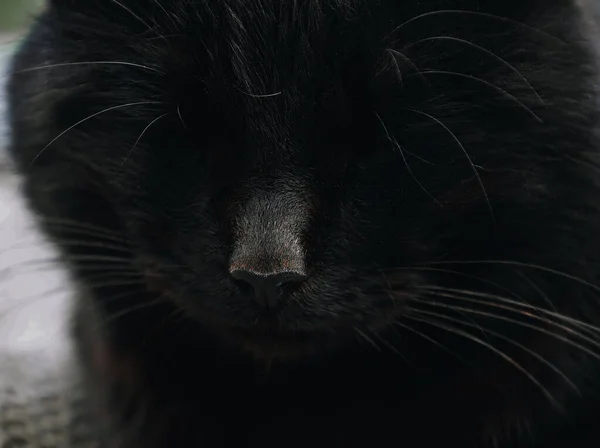 用圆圆的眼睛 胡子和深色毛皮 家养或野生动物头捂住睡在街上的黑猫的鼻子 — 图库照片