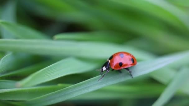 赤と黒テントウムシ昆虫クロール上の新鮮な春の夏の草マクロを閉じる 選択的な焦点 — ストック動画