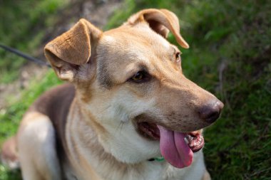 Açık bej kürklü ve pembe dilli çoban köpeği portresi yeşil parkta yürüyor.