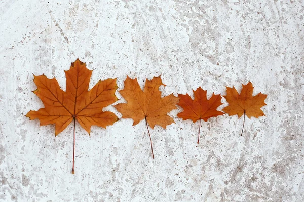 Four maple leaves autumn family, mother father and two kids as orange leaf at light background