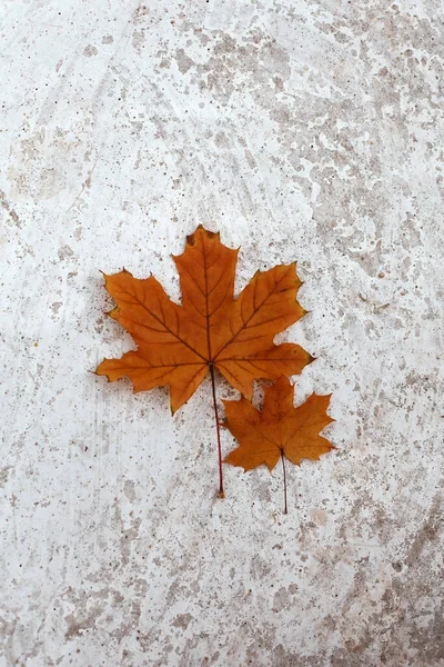 Two Maple Orange Leaves Different Sizes Adult Child Light Grey — Stock Photo, Image