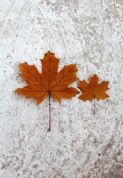 Two Orange Maple Leaves Lay Light Grey Background Autumn Family — Stock Photo, Image