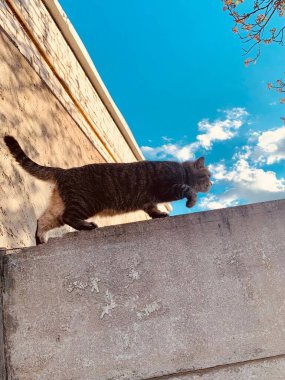 Gökyüzü arka planında çitlerin üzerinde yürüyen vahşi arabanın alçak açılı görüntüsü