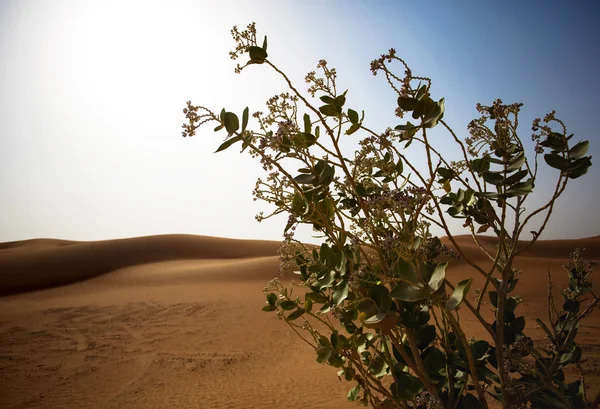 Planta en un desierto — Foto de Stock