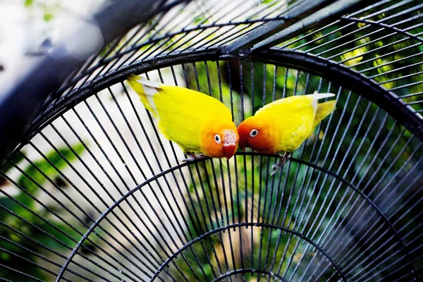 Yellow lovebirds in a cage — Stock Photo, Image