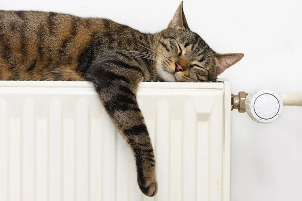 Cat relaxing on a warm radiator — Stock Photo, Image