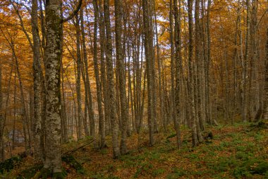 Sar Dağları 'ndaki Yüksek Scardus Patikası boyunca uzanan yoğun, dikey bir kayın ormanı, sonbaharın sonlarında ortaya çıkan dramatik altın ve turuncu renkleri gözler önüne seriyor..