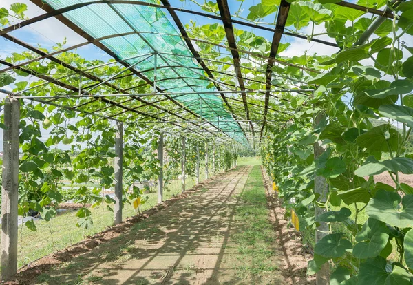 Bambu üzerinde yetişen sebze