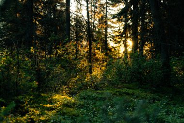 Yoğun Orman tepe örtüsünden geçen Güneş Işığı Süzgeçleri, Aşağıdaki Yeşilliğe Işık Döküyor
