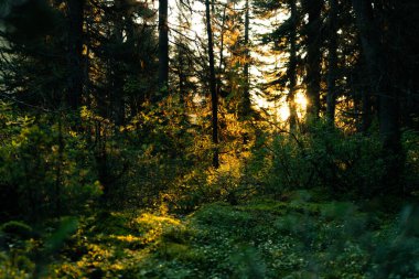 Güneşli Orman Sahnesi: Evergreen ağaçları ve yemyeşil bitki örtüsü.