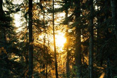 Ağaçların Arasındaki Güneş Işığı: Ormandaki Altın Saat