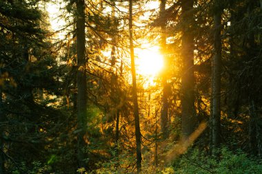 Güneş ışığı sık ve yemyeşil bir ormanı delip geçer, yemyeşil ormanı aydınlatır..