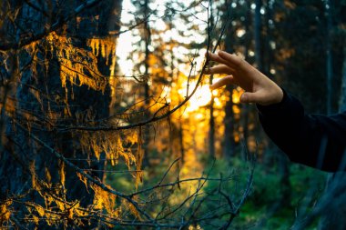 Nature's touch: Hand reaching towards sunlit foliage in a serene forest scene.