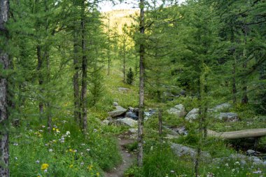 Deresi, kayaları ve yemyeşil bitki örtüsü olan Idyllic orman sahnesi.