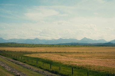 Uçsuz bucaksız altın tarlalar bulutlu bir gökyüzünün altında dağlarla buluşmaya uzanır. Pincher Creek, AB