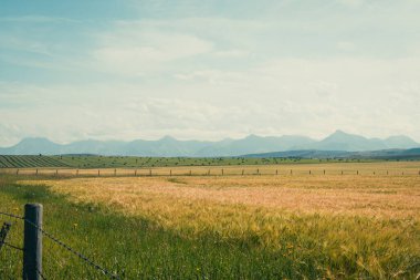 Geniş altın buğday tarlası, sakin bir gökyüzünün altında uzak dağlar. Pincher Creek, AB