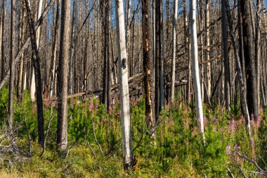 Orman yenilenmesi: Yanan ağaçlar arasında çiçek açan çiçekler. Waterton, AB