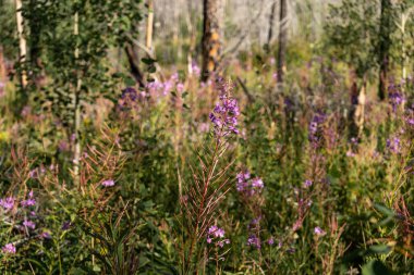 Huzurlu orman manzarası arasında canlı bir mor çiçek dizisi. Waterton, AB