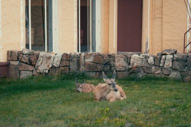 İki geyik, biri bebek, taştan bir temelin yanındaki çimenli bir alanda dinleniyor. Waterton, AB
