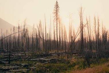 Sonrasında bir orman, iskelet ağaçları sisli ve sessiz bir gökyüzüne uzanır. Jasper, AB