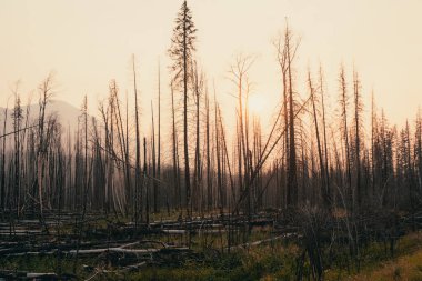 Yanmış orman manzarası, ağaçların arasından parlayan güneş. Jasper, AB