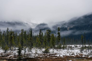 Puslu dağ ormanı manzarası. Her zaman yeşil ağaçlar ve hafif bir kar tabakası. Zümrüt Gölü, BC